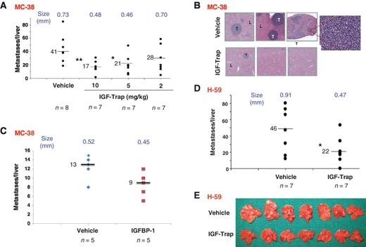 Figure 5. The IGF-Trap inhibits the growth of experimental colon and lung carcinoma liver metastases. Mice were injected with 5 × 104 MC-38 (A–C) or 1 × 105 H-59 (D and E) cells via the intrasplenic/portal route to generate experimental liver metastases. Intravenous IGF-Trap injections (A, B, D, and E) at the indicated dose (or vehicle as control) were administered 24 hours and 4 and 7 (A and B) or 4 (D and E) days later, and injections of 50 mg/kg rhIGFBP-1 (or vehicle for control; C) began 4 hours after tumor injection and continued twice daily for 5 days. Liver metastases visible on the surface of the liver were enumerated and sized on day 18 after tumor injection. A, C, and D, the numbers of metastases seen in individual livers in each group and the medians (bar and number) per group. The mean diameters of metastases per group are shown on top. B and E, hematoxylin and eosin–stained, formalin-fixed and paraffin-embedded sections obtained from different livers of MC-38–injected mice (B) and images of the livers from mice injected with 5 mg/kg IGF-Trap (E). T, tumor; L, liver. Magnification, ×20–×50; inset, ×400. *, P < 0.05; **, P < 0.01. The mean diameters of the metastases were significantly smaller in IGF-Trap–treated mice following injection of MC-38 (A, P < 0.001 for mice treated with 5 and 10 mg/kg) or H-59 (D, P < 0.01) cells, as compared with vehicle-injected controls.
