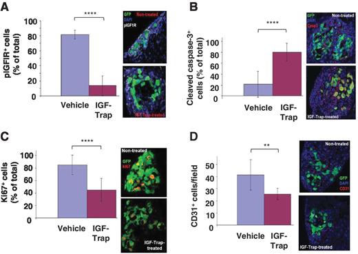 Figure 6. The IGF-Trap inhibits IGFIR signaling and functions in vivo. Mice were injected by the intrasplenic/portal route with 105 GFP-tagged H-59 cells followed by 5 mg/kg IGF-Trap or vehicle, 1 and 3 days later. Livers were obtained on day 6, and 10-μm cryostat sections were immunostained with pIGF1R (A), cleaved caspase-3 (B), Ki67 (C), and CD31 (D) in the presence of DAPI (1:2,000). For each treatment group, 11 to 16 sections were analyzed, and the percentage of tumor cells (green) that were positive for the indicated marker (A–C) or the number of CD31+ endothelial cells per field (×20 objective) was calculated. Shown are representative, merged confocal images (A–D) and mean (±SD) of percentage of immunolabeled tumor (A–C) or endothelial (D) cells per field. **, P < 0.01; ****, P < 0.001.