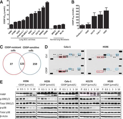 Figure 1. Cisplatin resistance in SCC cells is associated with activation of MAPK/ERK pathway. A, lung SCC cells and normal lung fibroblast cell lines were treated with cisplatin (CDDP) for 72 hours and cell viability was determined with CellTiter assay. B, H226, H520, H2170, H520 and ChaGo-k-1 cells were grown in soft agar to assess cisplatin sensitivity under anchorage-independent conditions. The number of colonies formed under increasing cisplatin concentrations were determined by MTT staining. Data in A and B are represented as mean IC50 ± SD (n = 3). C, Venn diagram represents the number of altered genes (fold change > 1.5) identified by Affymetrix Microarrays among the cisplatin-sensitive (H596, H1869, H226, and ChaGo-k-1) and cisplatin-resistant (Calu-1, H2170, SW900, and H2066) cell lines after treatment with cisplatin at respective IC50. D, Calu-1 and H596 cells were treated with cisplatin at 10 μmol/L and 5 μmol/L, respectively, for 48 hours with the protein lysates harvested for phospho-kinase profiling. Dots representing p-ERK1/2 are highlighted in red, and p-p38 in blue. E, immunoblotting was performed in lung SCC cell lines after cisplatin treatment to evaluate the changes in phosphorylated protein levels of the kinases identified in D.