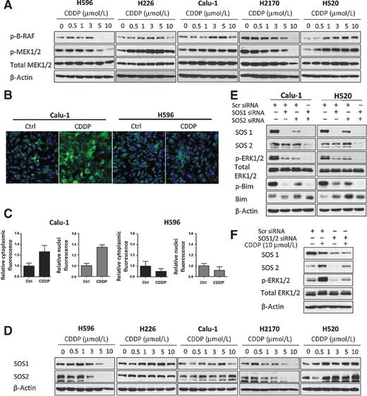 Figure 2. Cisplatin regulates MAPK/ERK activity in lung SCC cells through SOS upstream and Bim downstream. A, lysates from Fig. 1E were evaluated by immunoblotting to determine the changes in upstream kinases of MEK/ERK. B, immunofluorescent staining was performed on p-ERK1/2 in Calu-1 and H596 cells after cisplatin (CDDP, 10 μmol/L and 3 μmol/L, respectively) treatment for 48 hours. C, high-content analyses of p-ERK1/2 fluorescence intensity in the cytoplasm and nuclear fractions were performed, and are presented as mean ± SD (n = 3). D, lysates from Fig. 1E were evaluated by immunoblotting to investigate the expression of SOS1 and SOS2 after cisplatin treatment. E, immunoblots showing the effects of SOS silencing on ERK1/2 and Bim. 50 nmol/L siRNA was used per transfection for each target. F, effects of silencing SOS1 and SOS2 on ERK phosphorylation were evaluated after cisplatin treatment. 50 nmol/L siRNA was used per transfection.