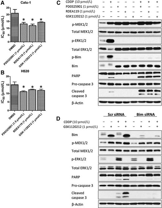 Figure 4. Combined treatment of MEK inhibitors and cisplatin suppresses p-ERK1/2 and increases Bim-induced apoptosis. Calu-1 (A) and H520 (B) cells were treated with cisplatin (CDDP) in combination with DMSO or MEK inhibitors (PD0325901, RDEA119 and GSK1120212). Cisplatin IC50 was assessed 72 hours after drug treatment with CellTiter assay. Data are presented as mean ± SD (n = 3). C, Calu-1 cells were treated with DMSO, MEK inhibitors (1 μmol/L), cisplatin (10 μmol/L), or a combination of MEK inhibitor and cisplatin for 48 hours, and indicated targets were evaluated by immunoblotting. D, the effects of MEK inhibition after silencing of Bim in Calu-1 treated with DMSO, cisplatin (10 μmol/L), GSK1120212 (1 μmol/L), or a combination of GSK1120212 and cisplatin were assessed with Western blotting. 50 nmol/L siRNA was used per transfection. *, P < 0.05.