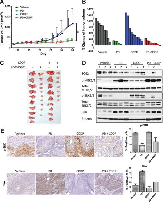 Figure 5. Therapeutic efficacy of MEK inhibitor in xenograft models that is non-responsive to cisplatin treatment. Patient-derived HNSCC xenografts (PDX SCC10-0508) were treated with vehicle, PD0325901 (PD, 10 mg/kg daily), cisplatin (CDDP, 2 mg/kg weekly), or a combination of PD0325901 and cisplatin for 26 days. A, change in tumor volume is presented as mean ± SD (n > 5 tumors per group). B, waterfall plots showing change in tumor volume (relative to initial tumor volume at treatment-start day) for each individual tumor in respective treatment group. C, tumors harvested on treatment-end day were displayed. D, immunoblots showing levels of SOS2, p-MEK1/2, p-ERK1/2, and Bim in 3 independent tumor tissues from C. E, tumor tissues from C were evaluated for intracellular expression of p-ERK1/2 and Bim by IHC. Scale bar, 100 μm. Bar charts show percentage of positive cells in each treatment group, data presented as mean percentage ± SD (n = 3 per treatment group). *, P < 0.05.