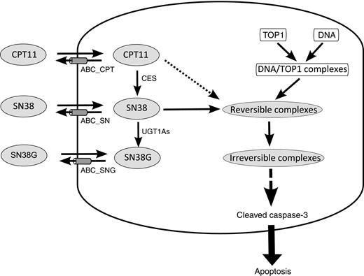 Figure 1. Scheme depicting molecular PK–PD of irinotecan (CPT11). CPT11 in the extracellular medium diffuses passively through the cell membrane and reaches the intracellular compartment. It is then bioactivated into SN38 through carboxylesterases (CES) enzymatic activities. SN38 is detoxified into SN38G through UGT1As. CPT11, SN38 and SN38G are effluxed outside of the cells by ABC (ATP-binding cassette) transporters (ABC_CPT, ABC_SN, and ABC_SNG, respectively). Topoisomerase 1 (TOP1) is an enzyme that relaxes supercoiled DNA by creating transient DNA/TOP1 complexes. SN38 and CPT11, to a lesser extent, stabilize them into reversible complexes, which may become irreversible after collision with replication or transcription mechanisms. This may trigger the apoptotic machinery though the cleavage of caspase-3, ultimately leading to cell apoptosis. Proteins involved in irinotecan efflux (ABC_CPT, ABC_SN, ABC_SNG), bioactivation (CES), and deactivation (UGT1As), together with irinotecan target (TOP1) present experimentally demonstrated circadian rhythms.