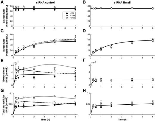 Figure 3. ChronoPK of irinotecan (CPT11) in control or BMAL1 siRNA–treated synchronized Caco-2 cells. Dots are experimental results (mean ± SD of data from 3 samples). Solid lines correspond to the PK–PD model best fit for CT2 (black), CT14 (gray), and CT20 (dashed). Total intracellular SN38 stands for the sum of free and DNA-bound metabolite concentration. In A, B, D, F, and H, model simulations for T2, T14, and T20 were superimposed.