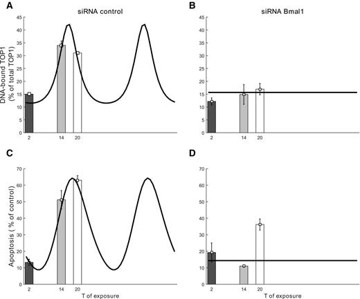 Figure 4. Circadian variations of SN38-induced TOP1 complexes (A and B) and CPT11-induced apoptosis (C and D) in synchronized Caco-2 cells with a functional clock (left column) or with silenced BMAL1 (right column). Bars represent experimental data from 3 experiments (mean ± SD). Solid lines depict the model best fit.