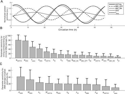 Figure 5. Model-based predictions of molecular determinants of irinotecan cytotoxicity circadian pattern. A, protein activity circadian rhythms in control cells regarding irinotecan bioactivation (CES), irinotecan efflux (ABC_CPT), SN38 efflux (ABC_SN), SN38 detoxification (UGT1As), and the DNA damage phenotype (kapop). B, parameter sensitivity for irinotecan circadian timing resulting in minimal DNA damage. The circadian phase (ϕ) of SN38 detoxification (UGT1As) and irinotecan bioactivation (CES) ranked as first and second most sensitive parameters. Their total-order sensitivity indices—that is, the contribution of the corresponding parameter to the change obtained in the minimal toxicity timing when all parameters are varied over their entire range—were equal to 80.2% and 77.2%, respectively. Their circadian amplitudes (A) ranked as fourth and fifth parameters, with indices of 28.6% and 42%, respectively. Irinotecan exposure duration (Texpo) also largely influenced the circadian timing corresponding to least cytotoxicity, as its total-order sensitivity indices ranked third and reached 49.3%. C, parameter sensitivity for the amplitude of DNA damage rhythm. This output was largely influenced by the bioactivation genes whose rhythm amplitude (A), mean value (M), and acrophase (ϕ) ranked as first, second, and fifth most sensitive parameters, with respective indices equal to 41.2%, 32.3%, and 20.1%. Parameters involved in DNA complex formation and dissociation also played role, as kf1 (DNA/TOP1 complex formation), kf2 (SN38/DNA/TOP1 complex formation), kd1 (DNA/TOP1 complex dissociation), kDSB (irreversible complex formation), and kd2 (SN38/DNA/TOP1 complex dissociation), respectively, ranked as third, sixth, seventh, eighth, and ninth parameters.