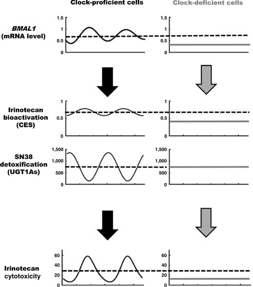 Figure 6. Scheme summarizing the main molecular determinants of irinotecan cytotoxicity according to clock proficiency (left column) or clock deficiency (right column). Clock-proficient cells display a rhythmic BMAL1 mRNA expression (first row), which regulates irinotecan bioactivation through CES activities (second row) and SN38 detoxification through UGT1A activities (third row), resulting in circadian pattern in irinotecan cytotoxicity (fourth row). Clock-deficient cells display flat patterns for all the parameters. The mean value of irinotecan bioactivation is reduced as compared with clock-proficient cells, which results in low cytotoxicity. Note the tight temporal coordination of bioactivation and detoxification in clock-proficient cells. The positive relation between BMAL1 mRNA expression and irinotecan cytotoxicity both in clock-proficient and in clock-deficient cells supports the potential relevance of BMAL1 as a predictive biomarker of irinotecan cytotoxicity.