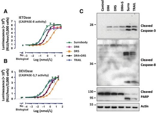 Figure 4. Death receptor dual agonist Surrobody is a potent inducer of caspase activation. MDA-MB-231 cells were cultured in 384 wells (2,000 cells per well) and treated with increasing concentrations of DR agonists for 6 hours. The activity of CASPASE-8 (A) and CASPASE-3/7 (B) was assessed using caspase-8 Glo (contains IETD peptide) and ApoLive-Glo (contains DEVD peptide) reagents, respectively, from Promega, expressing data as relative luminescence units (RLU) generated per hour per 2,000 cells (mean ± SEM; n = 4; C) MDA-MB-231 cells were plated at a density of 70,000 cells/well and the next day they were treated for 3 hours with DR agonists at 1 nmol/L. Before addition to cells, all the monospecific antibodies and Surrobody were incubated for 5 minutes with 0.5× molar ratio of protein G to facilitate clustering. Cells were lysed into SDS-sample buffer and lysates were analyzed by SDS-PAGE/immunoblotting using antibodies specific for cleaved CASPASE-8, cleaved CASPASE-3, PARP, or β-ACTIN. Molecular weight markers are indicated in kDa. Processed CASPASE-8 large (44/42 kDa) and small (18 kDa) subunits are shown. Processed CASPASE-3 large subunits (17/19 kDa) are shown.