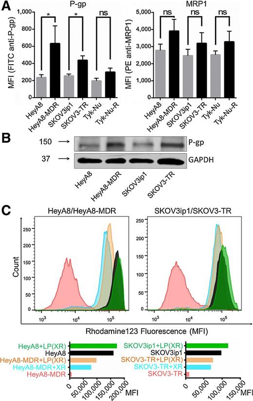 Figure 3. Tariquidar inhibits P-gp activity in chemoresistant ovarian cancer cells. A, flow cytometric analysis of P-gp and MRP-1 expression. Three pairs of chemotherapy-sensitive (HeyA8, SKOV3ip1, Tyk-Nu) and -resistant (HeyA8-MDR, SKOV3ip1-TR, Tyk-Nu-R) ovarian cancer cell lines were stained with either FITC-labeled anti–P-gp or PE-labeled anti-MRP1 antibody. B, immunoblot analysis of P-gp expression in HeyA8, HeyA8-MDR, SKOV3ip1, and SKOV3-TR cells. C, rhodamine123 exclusion assay to measure efflux. The sensitive and resistant cell line pairs, HeyA8/HeyA8-MDR and SKOV3ip1/SKOV3-TR cells, were treated with free tariquidar (140 nmol/L XR) or liposomal XR (14 nmol/L XR) for 2 days, stained with rhodamine 123, and analyzed by flow cytometry. MFI, mean fluorescence intensity. Columns represent means ± SEM from three independent experiments. *, P < 0.05; ns, not significant, two-tailed t-test.