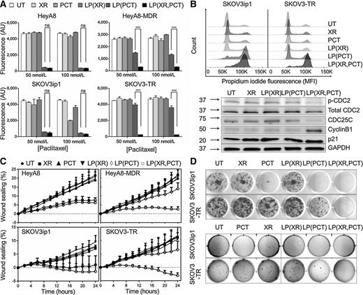Figure 4. Liposomal tariquidar/paclitaxel blocks proliferation, migration, and colony formation of chemoresistant ovarian cancer cells. The chemosensitive (HeyA8, SKOV3iP1) and chemoresistant cell lines (HeyA8-MDR, SKOV3-TR) were seeded and treated with tariquidar (XR), paclitaxel (PCT), liposomal (LP) XR [LP(XR)], LP(PCT), LP(XR,PCT), or left untreated (UT). A, cell viability. Cells were treated with paclitaxel for 7 days and viability measured. B, cell-cycle analysis. Top, cells were treated with paclitaxel (100 nmol/L) or tariquidar (90 nmol/L) for 18 hours before fixation, PI staining, and flow cytometric analysis. Bottom, immunoblot analysis of phosphorylated (Y15) CDC2, total CDC2, CDC25C, cyclin B1, and p21 in HeyA8-MDR cells upon liposome treatments (PCT, 100 nmol/L; XR, 90 nmol/L; 18 hours). C, cell migration. Cells were scratched, treated with drugs (50 nmol/L PCT; 45 nmol/L XR) and imaged every 2 hours for 24 hours using the IncuCyte Live Cell Imaging System. Wound confluence was determined using Zoom software. Columns represent means ± SEM from two independent experiments. D, colony formation. Top, monolayer colony formation. Cells were treated (100 nmol/L PCT; 90 nmol/L XR) for 7 days before fixation, crystal violet staining, and imaging. Bottom, soft agar colony formation. Cells were treated with the indicated drugs at the same concentrations for 40 days before fixation, crystal violet staining, and imaging. ***, P < 0.001; ns, not significant, two-tailed t test.
