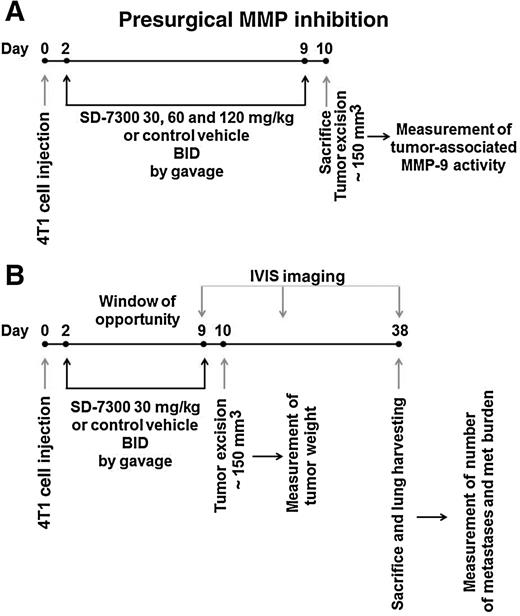 Figure 1. Study design. Schematic representation of the experimental protocol for assessing the antimetastatic effect of presurgical MMP inhibition in the window of opportunity. A, characterization of SD-7300 inhibition of the target MMP activity in the primary tumor. Four groups of 3 mice were injected with 4T1-Luc cells. Forty-eight hours later, three groups received the indicated doses of SD-7300, and one group received control vehicle. After 7 days of treatment (day 10), the tumors (100–150 mm3 in size) were excised and assayed for MMP-9 activity as representative of the three target MMPs. B, analysis of the effect of presurgical administration of SD-7300 on lung metastasis. Two groups of 10 mice (experiment 1) or 15 mice (experiment 2) were injected with 4T1-Luc cells. Forty-eight hours later, one group received 30 mg/kg of SD-7300, and one group received control vehicle, BID by gavage. Seven days later (day 10), the treatment was discontinued, the tumors were excised, and their weight was measured. The mice were imaged on the indicated days. On day 38, the mice were sacrificed, the lungs harvested and analyzed for number of metastases and metastatic burden as described in Materials and Methods.