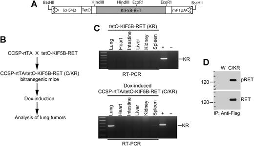 Figure 1. Derivation and analysis of tetO-KIF5B-RET transgenic mice. A, schematic representation of tetO-KIF5B-RET transgene. B, scheme for production of C/KR bitransgenic mice and induction of the KIF5B–RET transgene expression in the mouse lung type II epithelial cells. C, RT-PCR analysis of KIF5B–RET mRNA expression in various tissues in monotransgenic tetO-KIF5B-RET mouse and in C/KR bitransgenic mouse fed with doxycycline diet for 1 month. D, after induction with doxycycline diet for 1 month, cell lysates were prepared from lung tissues of CCSP-rtTA/tetO-KIF5B-RET (C/KR) bitransgenic or wild-type (W) mice. Immunoprecipitation-immunoblotting analysis of KR expression and phosphorylation was performed.