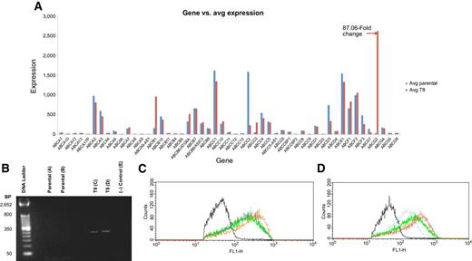 Figure 2. ABCG2 expression and functional efflux of Igrov1 and Igrov1/T8 cells. A, Gene chip expression. Total RNA was isolated from Igrov1 and Igrov1/T8 cell lines and was hybridized to a human gene chip array. Expression of the known ABC transporters was examined for each cell line. The ABC expression profile of Igrov1 parental and Igrov1/T8 cells is shown. B, Real-time PCR. Igrov1 and Igrov1/T8 total RNA was reverse transcribed using ABCG2 primers, and the cDNA products were amplified by qRT-PCR. cDNA products were examined using DNA gel electrophoresis. Double-distilled water with primers was used as the negative control. Fluorescence corresponding to ABCG2 cDNA is shown. C and D, Functional analysis of ABCG2 activity. Igrov1 (C) and Igrov1/T8 (D) cells were loaded with JC-1 and examined for whether JC-1 was extruded in the presence and absence of 177, 724, and 505. ABCG2 inhibitors 177, 724, and 505 were added to cells stained with JC-1 and are represented by the orange, green, and pink lines, respectively. Cells loaded with the JC-1 stain alone (blue) were compared with cells alone without JC-1 (black).