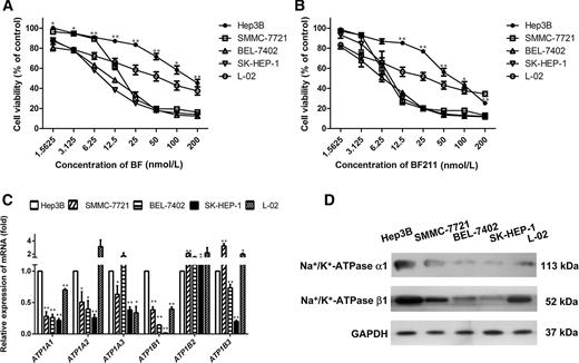 Figure 1. A and B, Cell viability (MTT assay) of four types of hepatoma cells and one type of embryo liver cells treated with various concentrations of BF or BF211 for 72 hours. Data presented was mean ± SEM of three independent experiments. Significantly different between Hep3B cells and SK-HEP-1 cells (*, P < 0.05; **, P < 0.01). C, PCR analysis of mRNA expression levels of Na+/K+-ATPase subunits in the cell lines. Data presented was mean ± SEM of three independent experiments. Significantly different versus Hep3B cells (*, P < 0.05; **, P < 0.01). D, Protein expression levels of Na+/K+-ATPase α1 and Na+/K+-ATPase β1 in the cell lines.