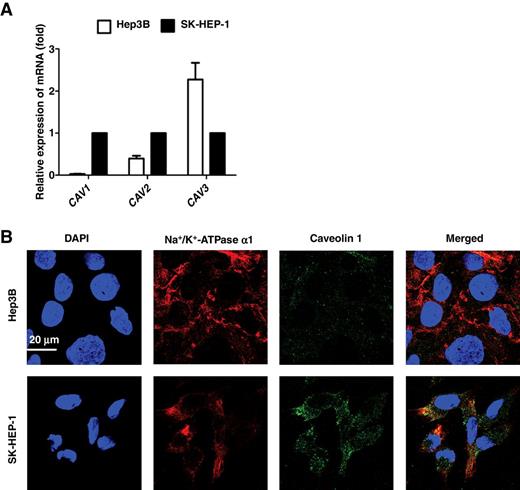 Figure 2. Expression and localization of Na+/K+-ATPase and caveolins in Hep3B and SK-HEP-1 cells. A, PCR analysis of mRNA expression levels of caveolin-1, caveolin-2, caveolin-3 in Hep3B and SK-HEP-1 cells. Data presented was mean ± SEM of three independent experiments. Significantly different versus Hep3B cells (*, P < 0.05; **, P < 0.01). B, Immunocytostaining of Na+/K+-ATPase α1 subunit (red), caveolin-1 (green), and nucleus (blue) in Hep3B and SK-HEP-1 cells. Representative results of three independent experiments. Scale bar, 20 μm.