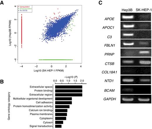 Figure 3. Comparison of gene expression profiles of Hep3B cells and SK-HEP-1 cells and bioinformatic analysis results of the differentially expressed genes. A, Scatter plots figure of gene expression profiles of Hep3B cells and SK-HEP-1 cells. Spots marking in red or green were genes with higher or lower levels in Hep3B cells compared with SK-HEP-1 cells. B, GO enrichment analysis of the 36 differentially expressed genes. Full report on enriched categories of degree 0. C, RT-PCR analysis results of expression levels of APOE, APOC1, C3, FBLN1, PRNP, CTSB, COL18A1, NID1, and BCAM.