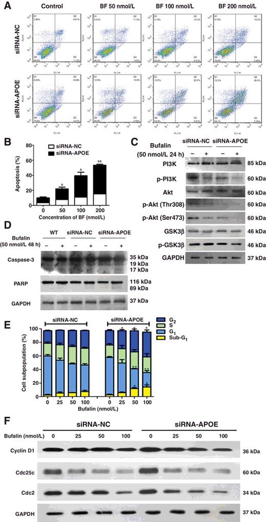 Figure 5. A, Representative results of flow cytometry assay of apoptosis in negative control and APOE knockdown Hep3B cells treated with various concentrations of BF for 48 hours. Representative results of three independent experiments. B, Quantification of apoptotic cells as percentage over total number of cells in APOE knockdown cells and negative cells treated with various concentrations of BF for 48 hours. Data presented was mean ± SEM of three independent experiments. Significantly different versus negative control (*, P < 0.05; **, P < 0.01). C, Results of Western blotting assay of phosphorylation of PI3K, AKT, and GSK3β in negative control cells and APOE knockdown cells treated with BF (50 nmol/L) for 24 hours. D, Results of Western blotting assay of PARP and caspase-3 in wild-type, negative control, and APOE knockdown cells treated with BF (50 nmol/L) for 48 hours. E, Results of flow cytometry analysis of the cell-cycle phase distribution of the negative control and APOE knockdown cells treated with various concentrations of BF for 24 hours. Data presented was mean ± SEM of three independent experiments. Significantly different versus negative control (*, P < 0.05; **, P < 0.01). F, Results of Western blotting assay of cyclin D1, CDC25C, and CDC2 in negative control and APOE knockdown cells treated with various concentrations of BF for 24 hours.