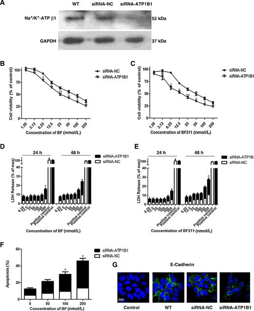 Figure 6. A, Protein expression levels of Na+/K+-ATPase β1 subunit in wild-type, negative control, and ATP1B1 knockdown cells. B and C, Cell viability of ATP1B1 knockdown cells and negative cells treated with various concentrations of BF or BF211 for 72 hours. D and E, Cell death (LDH release assay) of ATP1B1 knockdown cells and negative cells treated with various concentrations of BF or BF211 for 24 or 28 hours. F, Quantification of apoptotic cells as the percentage over total number of cells in ATP1B1 knockdown cells and negative cells treated with various concentrations of BF for 48 hours. Data presented was mean ± SEM of three independent experiments. Significantly different versus negative control (*, P < 0.05; **, P < 0.01). G, Immunocytochemical staining of E-cadherin (green) and nucleus (blue) in wild-type, negative control, and ATP1B1 knockdown cells. Representative results of three independent experiments. Scale bar, 20 μm.