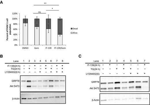 Figure 5. IT-139 treatment sensitizes PANC-1 cells to GEM. A, combination treatment with IT-139 and GEM demonstrated increased drug sensitivity and cell death. Data are n = 3. *, P < 0.05; **, P < 0.01. ns, not significant. B, Western blot of L3.6 cells treated as indicated. C, Western blot of Panc-1 cells treated as indicated. TG, Thapsigargin.
