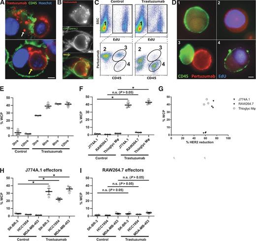 Figure 2. J774A.1 and RAW264.7 macrophages exhibit different phagocytic activities. A, MDA-MB-453 cells were harvested and opsonized by incubation with 10 μg/mL Alexa 555–labeled trastuzumab at room temperature for 10 minutes followed by washing. The opsonized cancer cells (2.5 × 104 cells/imaging dish) were added to adhered, IFNγ-activated J774A.1 macrophages (4 × 104 cells) for 30 minutes and the samples fixed and stained. Trogosomes and a completely engulfed cancer cell are indicated by white and yellow arrows, respectively. B, J774A.1 macrophages and MDA-MB-453 cells were incubated as in A, fixed, permeabilized, and mouse CD45 detected using FITC-labeled mouse CD45-specific antibody. C, representative flow cytometry plots to show the identification of the WCP population. Macrophages were plated for 18 hours, followed by addition of EdU-treated cancer cells at a 10:1 effector:target cell ratio in the presence of 1 μg/mL trastuzumab or PBS vehicle for 6 hours. The samples were then harvested and stained for mouse CD45 (macrophages), and cancer cells accessible to the medium were detected using labeled pertuzumab. The following cell populations can be identified: macrophage only (1); cancer cell only (2); macrophage:cancer cell conjugate (3); macrophage that has performed WCP (4). D, fluorescence microscopy images of cells representative of the populations numbered 1, 2, 3, and 4 in C. E, time-course of WCP using J774A.1 macrophages and MDA-MB-453 cancer cells. F, comparison of WCP activity using different macrophage cells with MDA-MB-453 cells after coincubation for 6 hours. G, plot of percentage WCP against percentage HER2 reduction for the data shown in F. The percentage of HER2 reduction from the cell surface was calculated from the ratio of the surface pertuzumab (MFI) remaining in the nonphagocytosed cancer cell population to surface pertuzumab (MFI) in samples without antibody treatment. H and I, comparison of WCP activity using J774A.1 (H) or RAW264.7 (I) macrophages with different breast cancer cell lines after coincubation for 6 hours. Control in C and E–I represent cocultures incubated without trastuzumab. Error bars, SEs. The Student t test was performed to indicate statistical significance (*, P < 0.05). n.s., no significant difference (P > 0.05). For A, B, and D, scale bars = 5 μm.