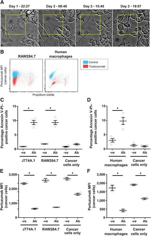 Figure 3. RAW264.7, J774A.1, and human monocyte–derived macrophages induce similar levels of apoptosis in opsonized cancer cells. Macrophages and cancer cells were plated at an effector:target cell ratio of 4:1 in a T25 culture flask (3 × 106:7.5 × 105 cells), and 1 μg/mL trastuzumab was added 18 to 24 hours later and the cells were imaged. A, individual frames showing an SK-BR-3 cell undergoing cell death in a long-term light microscopy imaging experiment for a coculture of SK-BR-3 and RAW264.7 cells in the presence of 1 μg/mL trastuzumab. Times of acquisition of each image are indicated. B–D, MDA-MB-453 cells were plated alone or coincubated with RAW264.7, J774A.1, or human monocyte–derived macrophages at a 4:1 effector:target cell ratio in the presence of 1 μg/mL trastuzumab (Ab) or PBS vehicle (−ve) for 36 hours. B, representative dot plots for pertuzumab fluorescence versus PI fluorescence for cancer cells from cocultures of RAW264.7 or human macrophages with cancer cells in the presence (trastuzumab) and absence of antibody (control). C and D, fraction of Annexin V, PI double-positive cancer cells in cocultures determined by flow cytometry. E and F, samples shown in C and D, respectively, were stained with fluorescently labeled pertuzumab after harvesting and the mean fluorescent intensity (MFI) of pertuzumab on the cancer cell populations determined. Error bars, SEs. The Student t test was performed to indicate statistical significance (*, P < 0.05).