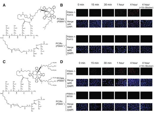 Figure 1. A, chemical structure of PSMA-1-Pc413. B, in vitro cellular uptake results of PSMA-1-Pc413. PSMA-positive PC3pip cells and PSMA-negative PC3flu cells on coverslips were incubated with no probe (0 minute) or 1 μmol/L of PSMA-1-Pc413 for 15 minutes, 30 minutes, 1 hour, and 4 hours. Nuclei were stained using DAPI (false color blue) and uptake of PSMA-1-Pc413 was assessed by fluorescence microscopy (false color red). Specificity of PSMA-1-Pc413 for PSMA binding was evaluated by incubation of PC3pip and PC3flu cells with 1 μmol/L of PSMA-1-Pc413 and 10 μmol/L of Cys-CO-Glu, last column. Signal in PC3pip cells was significantly competed by Cys-CO-Glu, suggesting the binding of PSMA-1-Pc413 to PSMA is specific. Images are taken at 40×. Representative images are shown from three independent experiments. C, chemical structure of PSMA-1-IR700. D, in vitro cellular uptake results of PSMA-1-IR700. PSMA-positive PC3pip cells and PSMA-negative PC3flu cells on coverslips were incubated with no probe (0 minute) or 1 μmol/L of PSMA-1-IR700 for 15 minutes, 30 minutes, 1 hour, and 4 hours. The nuclei were stained by DAPI (false color blue) and uptake of PSMA-1-IR700 was assessed by fluorescence microscopy (false color red). Specificity of PSMA-1-IR700 to PSMA was evaluated by incubation of PC3pip and PC3flu cells with 1 μmol/L of PSMA-1-IR700 and 10 μmol/L of Cys-CO-Glu, last column. Signal in PC3pip cells was significantly competed by Cys-CO-Glu, suggesting the binding of PSMA-1-IR700 to PSMA is specific. Images are taken at 40×. Representative images are shown from three independent experiments.