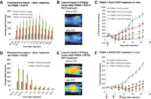 Figure 5. In vivo photodynamic treatment of PSMA-positive PC3pip tumors. Values represent mean ± SD of 5 animals. A, quantification of PSMA-1-Pc413 fluorescent signal in PC3pip tumors. Signal in PC3pip tumors increased when mice received increased dose of PSMA-1-Pc413. B, loss of fluorescent signal in PC3pip tumors after PSMA-1-Pc413 PDT treatment. Mice received 0.5 mg/kg PSMA-1-Pc413 and were treated by laser light (672 nm) with radiant exposure of 150 J/cm2 at 24 hours postinjection. Tumor is indicated by the red circle. This loss of fluorescence after PDT indicated the activation of PSMA-1-Pc413 by light. C, tumor growth inhibition by PSMA-1-Pc413 PDT treatment in PC3pip tumors. Tumors were irradiated with 150 J/cm2 light (672 nm) at 24 hours postinjection (red arrow). Significant tumor regression was observed and the response was dose dependent. Values represent mean ± SD of 5 tumors. P values are obtained by comparison with control group (*, P < 0.05). D, quantification of PSMA-1-IR700 fluorescent signal in PC3pip tumors. Signal in PC3pip tumors increased when mice received increased dose of PSMA-1-IR700. E, loss of fluorescent signal in PC3pip tumors after PSMA-1-IR700 PDT treatment. Mice received 0.5 mg/kg PSMA-1-IR700 and were treated by light (690 nm) with radiant exposure at 50 J/cm2 at 1 hour postinjection. Tumor is indicated by the red circle. This loss of fluorescence after PDT indicated the activation of PSMA-1-IR700 by light. F, tumor growth inhibition by PSMA-1-IR700 PDT treatment in PC3pip tumors. Mice received PSMA-1-IR700 on days 0, 4, and 8 (red arrows). PDT treatment was performed at 1 hour postinjection. Significant tumor regression was observed and the response was dose dependent. Values represent mean ± SD of 5 tumors. P values are obtained by comparison with control group (*, P < 0.05).