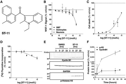 Figure 1. ST-11 reduces proliferation and kills glioblastoma multiforme (GBM) cells. A, chemical structure of ST-11. B, viability of cultured mouse DBT, astrocytes, and neurons measured with WST-1 72 hours after ST-11 treatment. C, T98G cell death measured with trypan blue 72 hours after ST-11 treatment. D, [3H]-thymidine incorporation in T98G cells 24 hours after ST-11 treatment. E and F, the time-dependent accumulation of cyclin B1 and phospho-histone H3 after ST-11 treatment (3 μmol/L) shown by a representative Western blot analysis (E) and quantified using GAPDH as a loading control (F). Data are the mean ± SEM of at least three independent experiments.