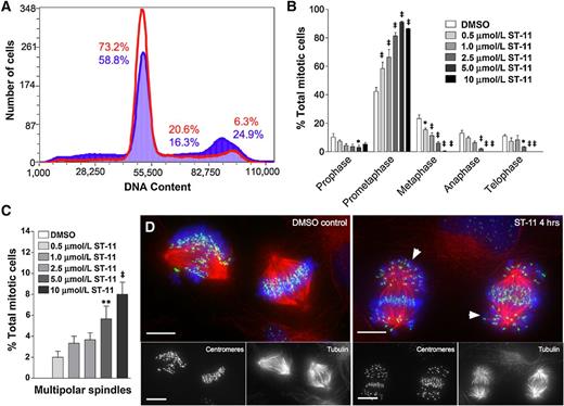 Figure 2. ST-11 arrests cultured T98G cells in prometaphase. A, cell-cycle analysis of T98G cells treated with ST-11 (blue) or vehicle (red) for 24 hours using flow cytometry. The percentages of cells in G1, S, and G2–M phases are indicated. B, the percentage of cells in each stage of mitosis after treatment with ST-11. *, P < 0.05; ‡, P <0.001 compared with vehicle, two-way ANOVA with the Bonferroni post hoc test. C, ST-11 dose-dependently increases the formation of multipolar spindles. **, P < 0.01; ‡, P < 0.001 compared with vehicle, one-way ANOVA with the Tukey post hoc test. Data are the mean ± SEM of at least three independent experiments. D, representative images of ST-11–induced (5 μmol/L) abnormalities in chromosomal alignment (arrowheads). Tubulin is shown in red, centromeres in green, and DNA in blue; scale bars, 10 μm.