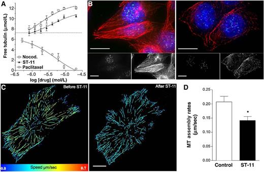 Figure 3. ST-11 directly destabilizes MTs and decreases their assembly in T98G cells. A, incubation of ST-11 with purified tubulin induced a dose-dependent increase in free tubulin. Paclitaxel and nocodazole were used as positive controls to decrease and increase free tubulin, respectively. The dashed line indicates the steady-state level of free tubulin established prior to the addition of antitubulin agents (7.8 μmol/L). Results are the mean ± SEM of at least three independent experiments. B, representative images of ST-11 (5 μmol/L) disrupting MTs in T98G cells. Tubulin is shown in red, centromeres in green, and DNA in blue; scale bars, 10 μm. C and D, ST-11 (0.5 μmol/L) slows MT dynamics in live T98G cells within 10 minutes of treatment (C, quantified in D). *, P < 0.05, Student t test; scale bars, 10 μm. Data are the mean ± SEM of at least three independent experiments.