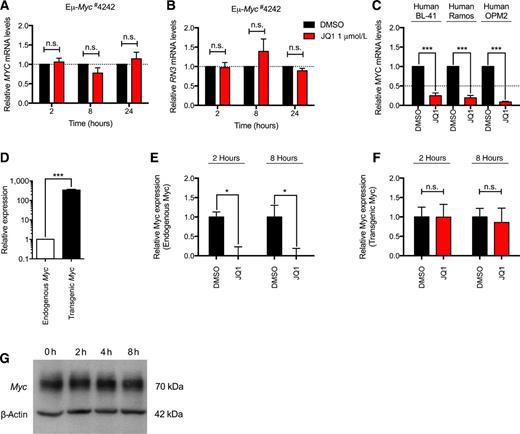 Figure 2. JQ1-induced cytostasis and apoptosis is independent from changes in Myc gene expression. A, total Myc and (B) RN3 mRNA expression in representative Eμ-Myc lymphoma (#4242) was assessed following 2, 8, and 24 hours treatment in vitro with 1 μmol/L JQ1, or DMSO vehicle, using qRT-PCR. Transcript levels are expressed as fold change compared with DMSO. C, total Myc mRNA expression in representative human IG-MYC translocated Burkitt lymphoma cell lines (BL-41 and Ramos) and the OPM2 myeloma cell line was assessed following 2 hours treatment in vitro with 1 μmol/L JQ1, or DMSO vehicle, using qRT-PCR. Transcript levels are expressed as fold change compared with DMSO. D, apoptosis-protected Eμ-Myc lymphoma cells (#4242/Bcl-2) were cultured in vitro and Myc mRNA transcript derived from the Eμ-Myc transgene or the endogenous Myc locus was assessed, using qRT-PCR. Myc mRNA expression from (E) the endogenous Myc locus and (F) the Eμ-Myc transgene in apoptosis protected Eμ-Myc lymphoma cells (#4242/Bcl-2) following 2 and 8 hours treatment in vitro with 1 μmol/L JQ1, or DMSO vehicle, using qRT-PCR. Transcript levels are expressed as fold change compared with DMSO. For all experiments, error bars indicate ± SEM for at least three independent experiments. In all experiments *, P < 0.05; ***, P < 0.001; n.s., not significant, for indicated comparisons (Student t-test).G, Eμ-Myc lymphoma (#4242) cells were treated for indicated time points with 0.5 μmol/L JQ1. Cell lysates were then prepared and separated by SDS-PAGE before immunoblotting for Myc. β-Actin was used as a loading control.