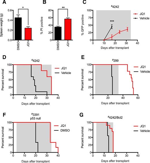 Figure 4. JQ1 prolongs the survival of mice bearing Eμ-Myc lymphoma. Cohorts of C57Bl/6 recipient mice (n = 4 per treatment group) were injected intravenously Eμ-Myc lymphoma #4242 and allowed to develop advanced lymphadenopathy before a single dose of JQ1 (50 mg/kg), or DMSO vehicle. Sixteen hours after treatment, spleen weights were recorded (A) and apoptosis in homogenized peripheral lymph nodes was assessed (B) by Annexin-V/PI positivity using flow cytometry. Cohorts of C57Bl/6 recipient mice were injected intravenously Eμ-Myc lymphoma #4242 cells 3 days before commencement of JQ1 treatment (50 mg/kg/d) or DMSO vehicle. *, P < 0.05; **, P < 0.01 for indicated comparisons (Student t-test). C, the percentage of GFP-expressing Eμ-Myc lymphoma #4242 cells in the peripheral blood was assessed by flow cytometry as a surrogate marker of disease progression. ***, P < 0.001 for day 17 comparison between JQ1-treated and DMSO-treated mice (Student t-test). Error bars indicate ± SEM. Kaplan–Meier survival curves representing cohorts of C57BL/6 mice (n = 10 per treatment group) transplanted with p53 competent Eμ-Myc lymphomas (D)#4242 or (E)#299 and treated daily with JQ1 or DMSO vehicle. F, Kaplan–Meier survival curves representing cohorts of C57BL/6 mice transplanted with p53-null Eμ-Myc lymphoma #3391 (n = 6 per treatment group) and treated daily with JQ1 or DMSO vehicle. G, Kaplan–Meier survival curve representing cohorts of C57BL/6 mice (n = 10 per treatment group) transplanted with Bcl-2–overexpressing Eμ-Myc lymphoma #4242/Bcl-2 and treated daily with JQ1 or DMSO vehicle.