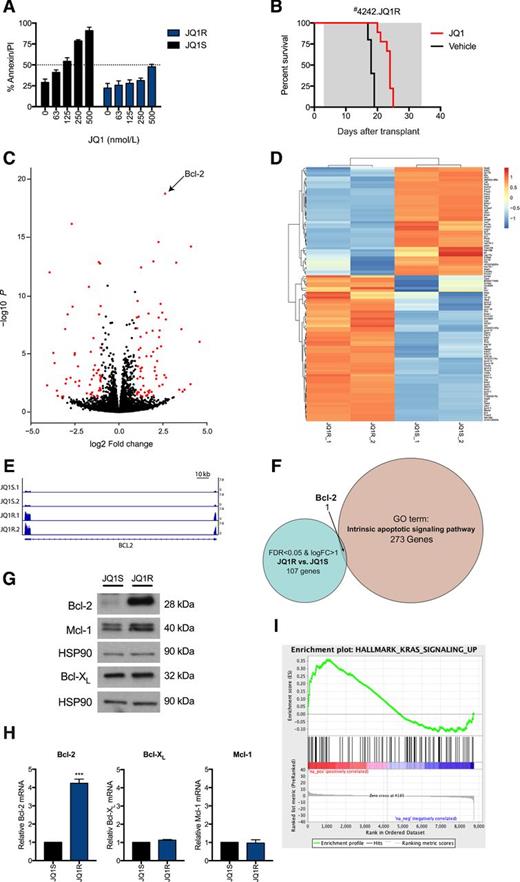 Figure 5. Disease progression and secondary JQ1 resistance is associated with Bcl-2 upregulation and RAS pathway activation. A, Eμ-Myc lymphoma JQ1R with acquired resistance to JQ1 was harvested from C57BL/6 mice bearing #4242 relapsing after JQ1 treatment (from Fig. 4D). Eμ-Myc lymphomas from JQ1-treated mice (JQ1R) and a DMSO vehicle–treated mouse (JQ1S) were cultured in vitro for 24 hours in increasing concentrations of JQ1, or DMSO vehicle, and Annexin-V/PI positivity was assessed by flow cytometry. B, Kaplan-Meier survival curves representing cohorts of C57BL/6 mice transplanted with JQ1-resistant Eμ-Myc lymphoma JQ1R (n = 10 per treatment group) and treated daily with JQ1 or DMSO vehicle. RNA-seq analysis of JQ1R and JQ1S cells (C) volcano plot illustrating FC (log base 2) compared with a P value (−log base 10) between JQ1S and JQ1R (genes with a log 2 of FC >1 are shown in red). D, heat map of differentially expressed genes in JQ1S and JQ1R cells. Scale bars represent log fold change of each gene relative to the average gene expression across the 4 samples. E, IGV screenshot of RNA-seq reads mapped to the BCL2 locus in JQ1S and JQ1R cells. F, Bcl-2 is the only significantly (FDR < 0.05, logFC > 1) changed gene involved in apoptosis (AmiGO 2 term “intrinsic apoptosis signaling pathway”). The levels of Bcl-2, Bcl-XL, and Mcl-1 were shown at the protein and mRNA levels by (G) immunoblot and (H) qRT-PCR, respectively. I, GSEA enrichment score plot of KRAS targets using significantly genes differentially regulated in our RNA-seq dataset.