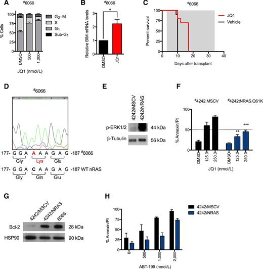 Figure 6. RAS-pathway activation conveys primary resistance to JQ1. A, Eμ-Myc lymphoma #6066 cells were cultured in vitro for 24 hours in increasing concentrations of JQ1, or DMSO vehicle, and nuclear DNA content was assessed by PI staining and flow cytometry. B, Eμ-Myc lymphoma #6066 cells were cultured in vitro for 6 hours with 1 μmol/L JQ1, or DMSO vehicle and Bim mRNA levels were assessed by qRT-PCR. Transcript levels are expressed as fold change compared with DMSO. *, P < 0.05 for the indicated comparisons (Student t-test). C, Kaplan–Meier survival curve representing cohorts of C57BL/6 mice (n = 10 per treatment group) transplanted with Eμ-Myc lymphoma #6066 and treated daily with JQ1 or DMSO vehicle. D, Sanger sequencing chromatogram of Eμ-Myc lymphoma #6066 for NRAS confirms C-to-A point mutation at nucleotide 181 that corresponds to a Q61K missense mutation. E, Eμ-Myc lymphoma (#4242) cells were transduced with murine stem cell virus–expressing NRAS Q61K (4242/NRAS) or empty vector control (4242/MSCV). Cell lysates were prepared from Eμ-Myc lymphomas #4242/MSCV and #4242/NRAS and separated by SDS-PAGE before immunoblotting for phosphorylated p44/42 MAPK (pERK1/2) expression. F, Eμ-Myc lymphomas #4242/MSCV and #4242/NRAS were cultured in vitro for 24 hours in increasing concentrations of JQ1, or DMSO vehicle, and Annexin-V/PI positivity was assessed by flow cytometry. **P < 0.01; ***, P < 0.001 for indicated comparisons between 4242/NRAS and 4242/MSCV (2-way ANOVA). G, Cell lysates were prepared from Eμ-Myc lymphomas #4242/MSCV, #4242/NRAS, and #6066 and separated by SDS-PAGE before immunoblotting for Bcl-2. H, Eμ-Myc lymphomas #4242/MSCV and #4242/NRAS were cultured in vitro for 24 hours in increasing concentrations of BH3-mimetic ABT-199, or DMSO vehicle, and Annexin-V/PI positivity was assessed by flow cytometry.