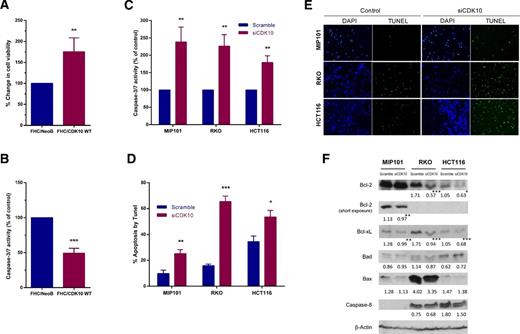 Figure 2. Effect of variable CDK10 expression on cell viability and apoptosis in vitro. The effect of transiently overexpressing CDK10 in normal colon FHC cells for 72 hours, on (A) cell viability, and (B) caspase 3/7 assay. Colon cancer cells MIP101, RKO, and HCT116 cells transiently transfected with scramble siRNA or CDK10 siRNA for 72 hours followed by analysis of: (C) caspase-3/7 assay and (D and E) TUNEL assay, with [(D) the percentage of apoptosis determined on the basis of the number of TUNEL-positive (green) and DAPI-stained (blue) cells. Results represent the average number of cells counted from 8 images for each group (mean ± SEM), statistical significance calculated by independent group T test (*, P < 0.05; **, P < 0.01; ***, P < 0.001)]. F, Analysis of apoptosis-related proteins Bcl-2, Bcl-xL, Bax, Bad, and caspase-8 proteins by immunoblotting (For MIP101 cells, a shorter exposure of the immunoblot for Bcl-2 is shown for the same lysates, as this cell line has high basal levels of the protein).