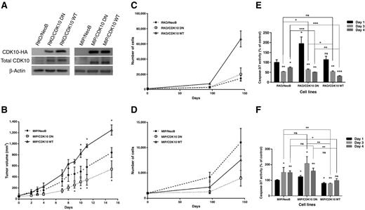 Figure 3. CDK10 promotes cell growth in colorectal cancer cells. A, RKO and MIP101 cells stably overexpressing HA-tagged wild type CDK10 (RKO/CDK10 WT and MIP/CDK10 WT), a kinase defective/dominant negative mutant of CDK10 (RKO/CDK10 DN and MIP/CDK10 DN), empty vector (RKO/NeoB and MIP/NeoB) were analyzed for total CDK10 and CDK10-HA expression by immunoblotting. B, In vivo growth of subcutaneous mouse xenografted tumors of MIP/CDK10 cells. Statistical significance based on independent group T test (*, P < 0.05). C and D, In vitro growth curves of (C) RKO/CDK10 and (D) MIP/CDK10 cells. Results represent the average of three independent experiments (mean ± SD). E and F, Apoptosis was assessed in (E) RKO/CDK10 and (F) MIP/CDK10 cells by caspase 3/7 assay following 1, 3, and 4 days of incubation (*, P < 0.05; **, P < 0.01; ***, P < 0.001).