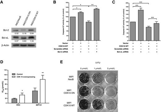 Figure 4. CDK10 inhibits apoptosis in colorectal cancer cells through Bcl-2 and Bcl-xL proteins and decreases the sensitivity of colorectal cancer cells to 5-FU. A, Immunoblot of Bcl-2 and Bcl-xL in RKO/CDK10 cells. Transient CDK10 siRNA gene silencing of (B) Bcl-2 and (C) Bcl-xL in RKO/CDK10 WT cells reverses the effect of CDK10 on apoptosis. Results represent the average of >4 independent experiments (mean ± SD; *, P < 0.05; **, P < 0.01; ***, P < 0.001). D, IC50 values (μmol/L) of 5-FU for CDK10 WT overexpressing MIP101 and RKO cells and their control (empty vector) counterpart. Results represents n = 3, means ± SD. *, P < 0.05; **, P < 0.01; (Student t test). E, Colony-forming assay of MIP/CDK10-related cells following exposure to incremental concentrations of 5-FU (0, 1, and 5 μmol/L).