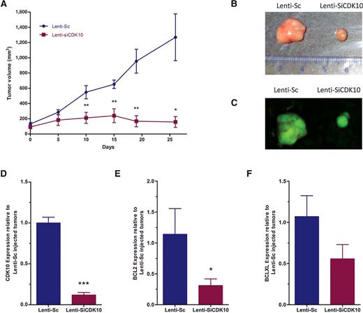 Figure 5. Suppression of CDK10 by siRNA inhibits PDX of colorectal cancer tumors in vivo. A, colorectal cancer PDX tumors implanted in C.B-17/SCID mice (volume: 50–100 mm3; n = 13) were injected with lentivirus vectors expressing scramble siRNA (Lenti-Sc) or CDK10 siRNA (Lenti-siCDK10). Tumor volumes were measured every 5 days following implantation of PDX, with initiation of intratumoral injections when tumors reached 50–100 mm3 (results based on n = 6–7/group, mean ± SEM; *, P < 0.05; **, P < 0.01 by t test). B, PDX tumors harvested on day 10 of intratumoral injection, demonstrating the expression of: (C) GFP; and by qRT-PCR: (D) CDK10, (E) BCL2, and (F) BCL-XL. Fold changes were calculated relative to tumors treated with Lenti-Sc and statistical significance analyzed by Student t test (*, P < 0.05; ***, P < 0.001).