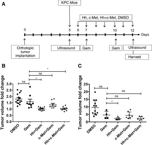 Figure 1. Short-term inhibition of HGF/c-Met or Hh signaling enhances the sensitivity of PDAC tumors to gemcitabine in transgenic and orthotopic mouse models of PDAC. A, Schematic representation of 1-week treatment regimen in the transgenic (KPC) and orthotopic mouse models of PDAC. Day 0 represents the day of the orthotopic implantation of primary pancreatic tumors. Mice in the orthotopic model were subjected to ultrasound on postoperative day 5 to establish baseline tumor data. Daily treatment by oral gavage with inhibitor(s) or vehicle control was initiated on the day after ultrasound. In the KPC mouse model, ultrasound was performed 1 day prior to treatment initiation. In both models, gemcitabine was administered biweekly by intraperitoneal injection. Second ultrasound was performed on the last day of treatment. Mice from all groups were euthanized on the last day of treatment and the panreata and livers were harvested for analysis. B and C, The KPC (B) and orthotopic (C) mouse models of PDAC were treated with daily Hh and/or HGF/c-Met inhibitors and biweekly gemcitabine as shown in A. Tumor volumes were obtained at baseline and on the last day of treatment. The data show tumor volume fold changes calculated as a ratio by comparison of the posttreatment tumor volume to the baseline tumor volume. Data are representative of one experiment. Mice that died before the completion of the planned treatment or whose quality of tumor was not adequate for analysis due to necrosis were excluded. Gem, gemcitabine (n = 8); Hh-Hh inhibitor + gemcitabine (n = 9); c-Met-HGF/c-Met inhibitor + gemcitabine (n = 7); DMSO-vehicle control (n = 14); Hh + c-Met + gemcitabine (n = 8). * p < 0.05, ** p < 0.01 *** P < 0.001; **** P < 0.0001; n.s., non significant; (unpaired Student t test).