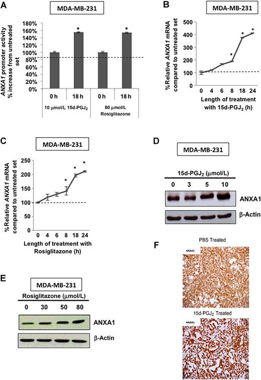 Figure 3. Activation of PPARγ induces expression of ANXA1 gene expression in vitro and in vivo. MDA-MB-231 cells (basal or ANXA1 siRNA silenced) were treated with indicated concentrations of 15d-PGJ2 and rosiglitazone for indicated time points. A, ANXA1 promoter activity was measured in MDA-MB-231 cells after treatment with the PPARγ drugs. Data are average relative light units/Renilla/μg protein ± SEM of three independent experiments. B and C, ANXA1 mRNA was quantified using qPCR in MDA-MB-231 cells after increasing time points of treatment with 10 μmol/L of 15d-PGJ2 (B) or 80 μmol/L rosiglitazone (C). D and E, ANXA1 protein expression was determined by Western blot analysis in MDA-MB-231 cells treated with different doses of 15d-PGJ2 (D) or rosiglitazone (E) for 48 hours. β-Actin was used as a protein-loading control. F, Tumor tissues from mice were subjected to IHC using antibodies against ANXA1. In all experiments, data are mean ± SEM of at least three experiments. P < 0.05 was considered as significant. For Western blots, a representative blot was chosen from at least three biological replicates.
