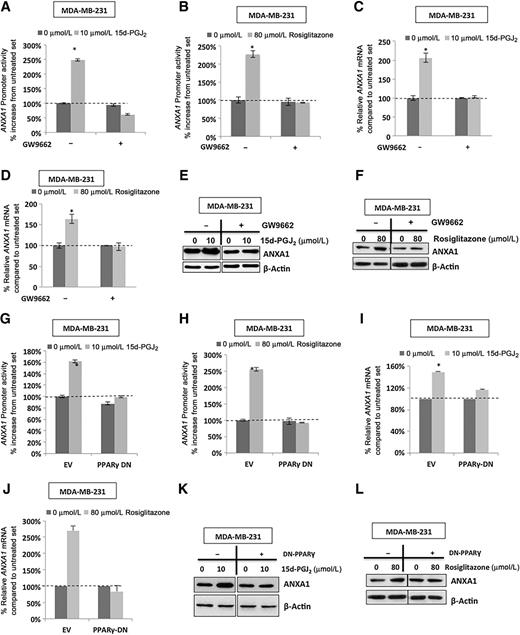 Figure 4. Induction of ANXA1 gene expression by PPARγ ligands is receptor-dependent. MDA-MB-231 cells were preincubated with 10 μmol/L of PPARγ-inhibitor GW9662 for 4 hours, prior to treatment with 15d-PGJ2 orrosiglitazone for 18 hours. A and B, ANXA1 promoter activity was measured, using untreated set as a control (dashed line). Data are average relative light units/Renilla/μg protein. C and D, ANXA1 expression of mRNA levels was analyzed in MDA-MB-231 cells after 24-hour treatment with 15d-PGJ2 (C) or rosiglitazone (D). E and F, Alterations of ANXA1 protein levels were detected by Western blot analysis in MDA-MB-231 cells after treatment with 15d-PGJ2 (E) and rosiglitazone (F) for 48 hours. β-Actin was used as a protein-loading control. G and H, After transfection of dominant-negative PPARγ (PPARγ-DN) or empty vector control, cells were treated with 15d-PGJ2 (G) or rosiglitazone (H) for 18 hours and ANXA1 promoter activity was measured. I–L, Cells were treated as above and expression of ANXA1 mRNA and protein were measured. In all experiments, data are mean± SEM of at least three experiments. P < 0.05 was considered as significant. For Western blots, a representative blot was chosen from at least three biological replicates.
