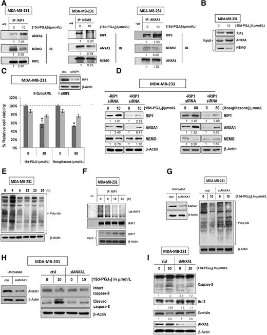 Figure 5. Increased expression of ANXA1 interacts with RIP1 blocking RIP1–NEMO interaction and mediates deubiquitination of RIP1. A, Immunoprecipitation (IP) analysis was performed to confirm the expression levels of ANXA1 and NEMO interaction with RIP1; ANXA1 and RIP1 interaction with NEMO; and RIP1 and NEMO interaction with ANXA1 after 24-hour treatment with 10 μmol/L 15d-PGJ2. B, Expression of all three proteins after treatment with 10 μmol/L 15d-PGJ2.C, Cell viability of MDA-MB-231 cells measured after 48 hours of PPARγ drug treatment posttransfection with siRIP1 or siCtrl. Data are mean ± SEM of three biological replicates; *, P < 0.05. D, ANXA1, NEMO, and RIP1 protein levels determined after depletion of RIP1, followed by treatment with 15d-PGJ2 or rosiglitazone for 48 hours. E, Global polyubiquitin levels were measured after treatment with 15d-PGJ2 at different time points. F, IP analysis of ubiquitination level of RIP1 protein upon treatment with 15d-PGJ2 for various time points. G, Global protein polyubiquitin expression levels upon depletion of ANXA1, followed by treatment of 15d-PGJ2 for 24 hours. H, Intact and cleaved caspase-8 protein levels upon depletion of ANXA1, followed by treatment with 15d-PGJ2 for 48 hours. I, Caspase-3, Bcl-2, and survivin protein levels upon depletion of ANXA1, followed by treatment with 15d-PGJ2 for 48 hours.