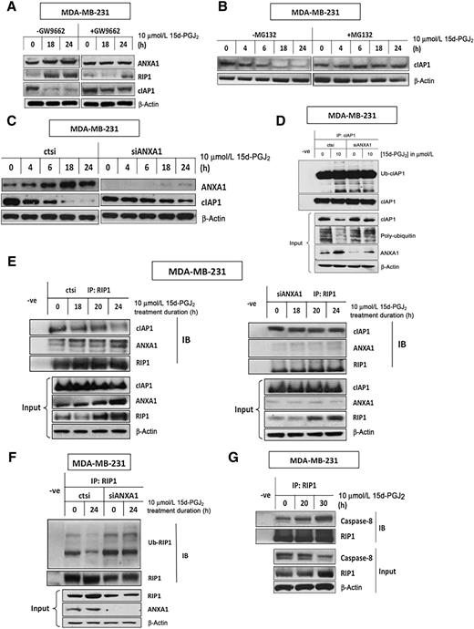 Figure 6. Activation of PPARγ leads to proteosomal degradation of cIAP1 dissociating itself from RIP1 complex to initiating a caspase-8–dependent cell death pathway. A and B, MDA-MB-231 cells were preincubated with/without 10 μmol/L of GW9662 (A) for 18 hours, or 1 μmol/L of MG132 (B) for 2 hours, followed by treatment with 10 μmol/L of 15d-PGJ2 for various time points up to 48 hours. Protein levels of RIP1, ANXA1, and cIAP1 were measured. C, Protein level of cIAP1 was measured after depletion of ANXA1 followed by treatment with 15d-PGJ2 for various time points up to 24 hours. D, Ubiquitinated cIAP1 protein levels were assessed by IP analysis before and after depletion of ANXA1, followed by treatment with 15d-PGJ2 for 24 hours. E, ANXA1 and cIAP1 proteins interaction with RIP1 was assessed by IP analysis after depletion of ANXA1, followed by treatment with 15d-PGJ2 at different time points up to 24 hours. F, Expression level of RIP1 protein was analyzed after depletion of ANXA1, followed by treatment with 15d-PGJ2. G, Caspase-8 interacting with RIP1 protein expression levels was measured after treatment with 15d-PGJ2 of different time points up to 30 hours.