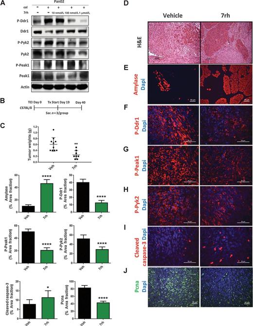 Figure 4. 7rh reduced Ddr1-mediated tumorigenicity and signaling. A, 7rh inhibited DDR1-mediated signaling in a concentration-dependent manner in murine PDA cell line Pan02. Lysates were probed for the indicated targets by Western blot analysis. B, Schematic representation of the animal experiment. Mouse Pan02 cell line was orthotopically injected into C57BL/6 mice and 7rh therapy of 25 mg/kg 3×/week started at day 19 and ended at day 40. C, 7rh treatment reduced tumor burden compared with vehicle and led to a greater presence of normal acinar tissue (D and E). F–H, IHC analysis of tissue from each group depicted inhibition of Ddr1 activation and downstream signaling (P-Peak1, P-Pyk2), as well as enhanced cellular apoptosis (I) and reduced proliferation (J). Error bars: *, P < 0.05; **, P < 0.005; ***, P < 0.0005; ****, P < 0.00005; one-way ANOVA with Tukey MCT.