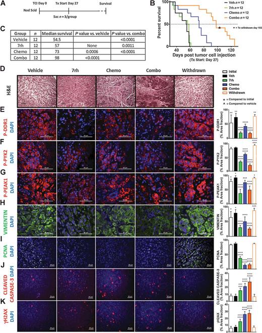 Figure 5. 7rh in combination with chemotherapy reduced DDR1-mediated signaling and tumorigenicity in a PDA xenograft model. A, Schematic representation of the animal experiment. B and C, 7rh combined with a chemotherapy regimen (gemcitabine + nab-paclitaxel) enhanced the overall median of survival in a xenograft PDA model of human cell line AsPC-1. D–K, Immunohistologic analysis of PDA tumors demonstrated that 7rh, chemotherapy, and the combination regimen enhanced the presence of a more normal pancreatic landscape (H&E), significantly inhibited DDR1-mediated signaling, and significantly reduced the levels of the mesenchymal marker VIMENTIN and proliferation (PCNA), and enhanced the levels of apoptosis (CLEAVED CASPASE-3) and DNA damage (γH2AX). Error bars: (*, P < 0.05; **, P < 0.005; ***, P < 0.0005; ****, P < 0.00005) compared with the initial group; (^, P < 0.05; ^^, P < 0.005; ^^^, P < 0.0005; ^^^^, P < 0.00005) compared with the vehicle group, one-way ANOVA with Tukey MCT.