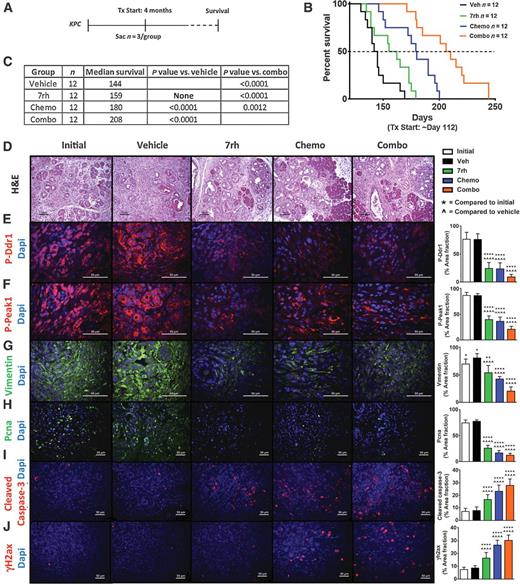 Figure 6. 7rh in combination with chemotherapy reduced Ddr1-mediated signaling and tumorigenicity in a GEMM of PDA. A, Schematic representation of the animal experiment. B and C, 7rh combined with a chemotherapy regimen (gemcitabine + nab-paclitaxel) enhanced the overall median of survival in the KPC GEMM of PDA. D–J, Immunohistologic analyses of PDA tumors demonstrated that 7rh, chemotherapy, and the combination regimen significantly inhibited Ddr1-mediated signaling, the levels of the mesenchymal marker Vimentin and proliferation (Pcna) and induced apoptosis (Cleaved Caspase-3) and DNA damage (γH2ax). Error bars: (*, P < 0.05; **, P < 0.005; ****, P < 0.00005) compared with the initial group; (^, P < 0.05; ^^^^, P < 0.00005) compared with the vehicle group, one-way ANOVA with Tukey MCT.