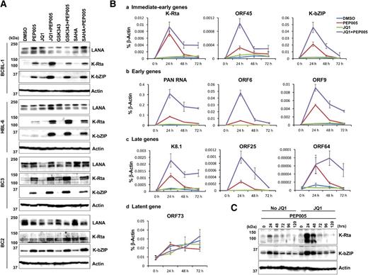 Figure 2. KSHV reactivation by PEP005 with epigenetic drugs. A, Induction of KSHV lytic proteins. Viral protein expression was examined by immunoblotting. Indicated drug combination was used to treat four different PEL cell lines with 10 nmol/L PEP005, 100 nmol/L JQ1, 2 μmol/L GSK343, or 100 nmol/L SAHA, alone or in combination with 10 nmol/L PEP005 for 48 hours. Forty-eight hours after treatment, indicated viral proteins were probed with specific antibody. Actin was used for a loading control. B, qRT-PCR. Total RNA was harvested from BCBL-1 after treating cells with 10 nmol/L PEP005, 100 nmol/L JQ1, or in combination at indicated time points. Viral gene expression was measured by qRT-PCR. Viral gene names were shown, and actin was used for internal control. C, Dynamics of lytic protein induction. KSHV lytic protein expression at indicated time point after the drug treatment was examined.