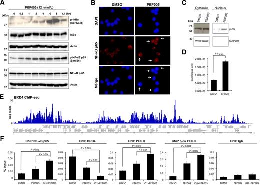Figure 4. A molecular mechanism of KSHV reactivation by the drug combination. A, Activation of NF-κB pathway by PEP005 in PEL cells. BCBL-1 cells were treated with PEP005 and harvested at indicated time points. NF-κB activation was examined with phosphor-specific antibodies, nuclear translocation of p65 with IFA (B), immunoblotting after fractionation of nuclear protein (C), and reporter analysis (D). E, BRD4 recruitment sites on KSHV genome. ChIP-sequence analysis was performed with anti-BRD4-specific antibody in TREx BCBL-1 during KSHV reactivation. Enrichments over input DNA are shown. F, Effects of PEP005 and PEP005/JQ1 combination. qPCR was used to determined recruitment of NF-κB, BRD4, RNA polymerase II, and phosphorylated form of RNA polymerase II. Mouse IgG was used as background control.