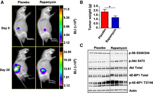 Figure 1. Mice-bearing orthotopically injected BON tumors had a significant decrease in tumor burden when treated with rapamycin compared with placebo. A, Representative BLI images of mice treated with placebo or rapamycin at the indicated times. All images were obtained with 1-minute exposure. B, Mean tumor weight (±SEM) at the time of sacrifice of mice treated with placebo (n = 9) and rapamycin (n = 11) for 25 days. *, P < 0.05 using a t test. C, Western blot analyses of tumor lysates with each lane representing a mouse tumor. Actin was used as a loading control.