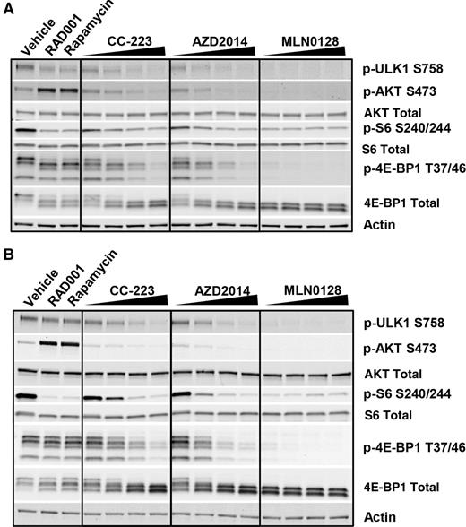 Figure 2. mTORKis result in more potent inhibition of mTOR signaling compared to rapalogs in a dose-dependent manner in the human pNET cell lines (A) BON and (B) QGP1 cells. Cells were treated with vehicle, RAD001 (20 nmol/L), rapamycin (50 nmol/L), or mTORKis (100, 200, 400, and 800nmol/L) for 2 hours prior to harvesting them for signaling analysis by Western blotting.